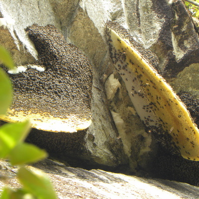 丁氏彩蜜坊-善融商務個人商城專營蜂產品(蜂蜜、蜂王漿、蜂花粉)研制、加工、技術咨詢服務、蜂機具、蜂蜜包裝器具、農副產品、預包裝食品、散裝食品的批發兼零售、日用百貨、建筑材料、五金家電、代溝、代銷、貨物進出口、技術進出口、代理進出口。